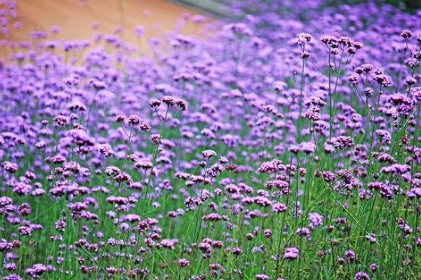 馬鞭草長什么樣