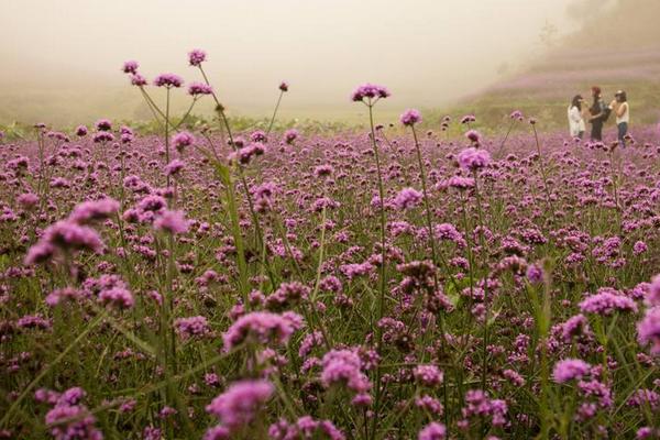 馬鞭草長什么樣