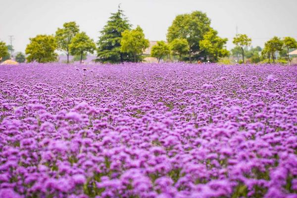 馬鞭草長什么樣