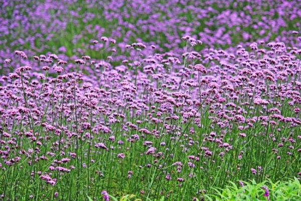 馬鞭草長什么樣