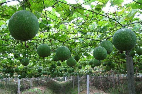 天花粉種植技術