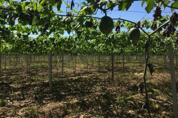 天花粉種植技術