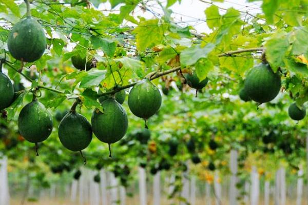 天花粉種植技術