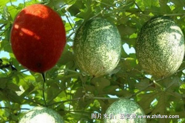 天花粉種植技術