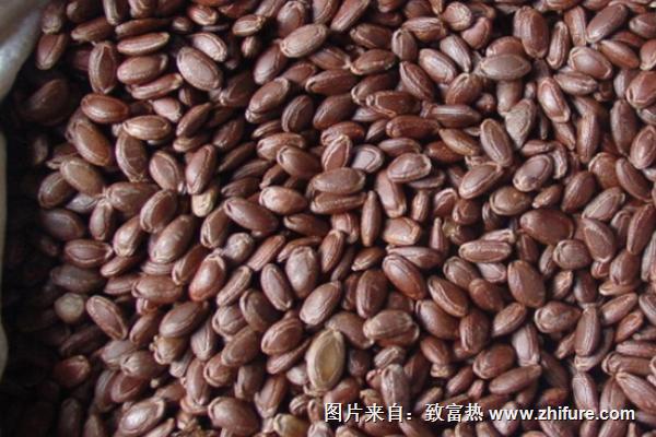 天花粉種子價格多少錢一斤