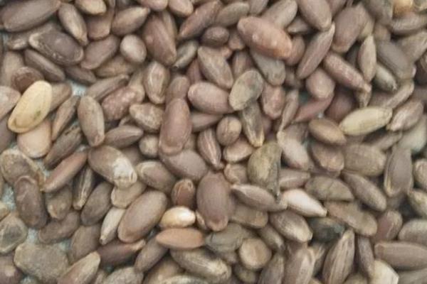 天花粉種子價格多少錢一斤