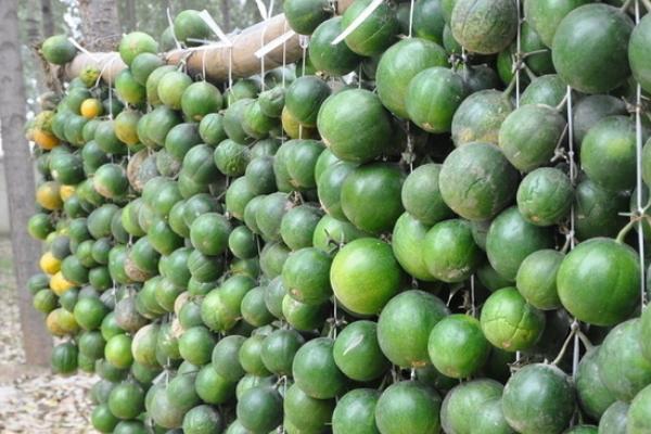 天花粉種子價格多少錢一斤