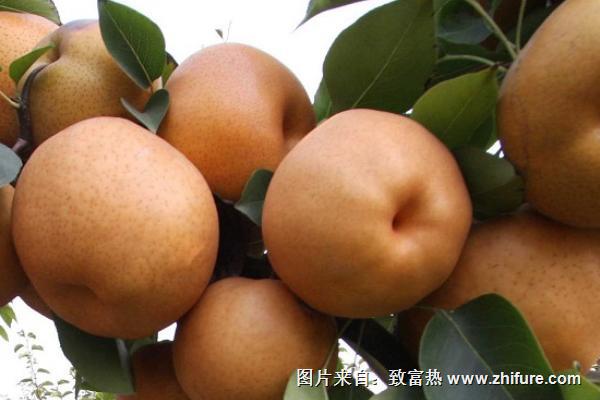 晚秋黃梨和金果梨區別是什么