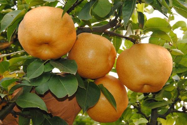 晚秋黃梨和金果梨區(qū)別是什么