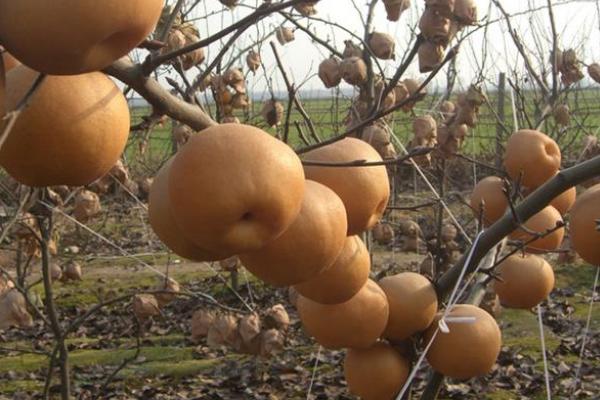 晚秋黃梨和金果梨區(qū)別是什么