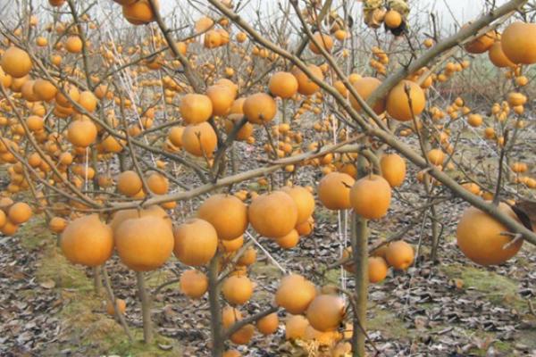 晚秋黃梨和金果梨區(qū)別是什么