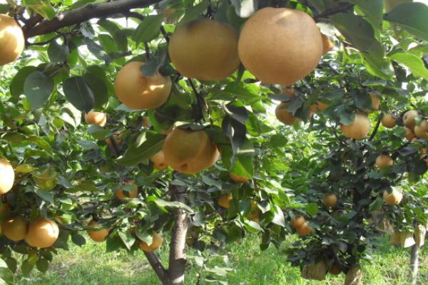 晚秋黃梨和金果梨區(qū)別是什么