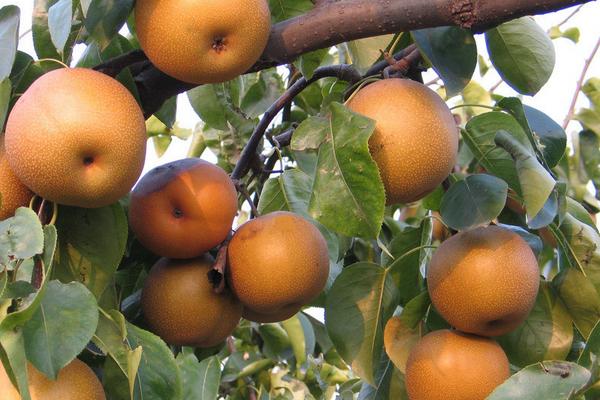 晚秋黃梨和金果梨區(qū)別是什么