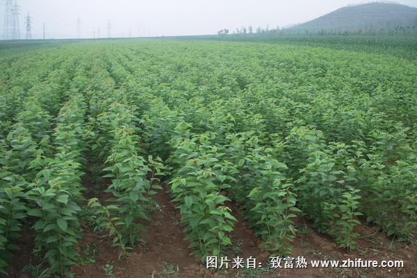 櫻桃樹苗價格多少錢一棵