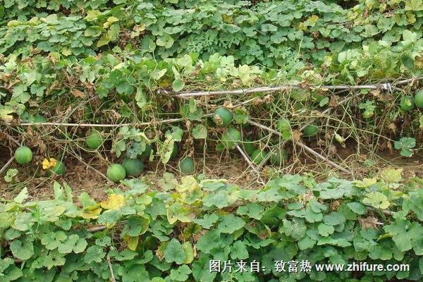 天花粉種植技術