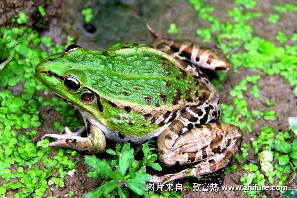 怎樣養(yǎng)青蛙