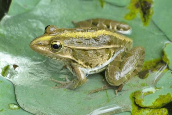 怎樣養(yǎng)青蛙