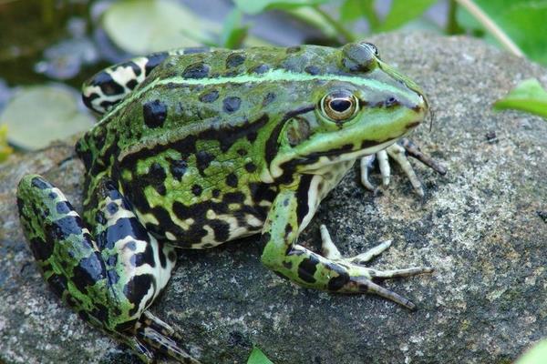 怎樣養(yǎng)青蛙