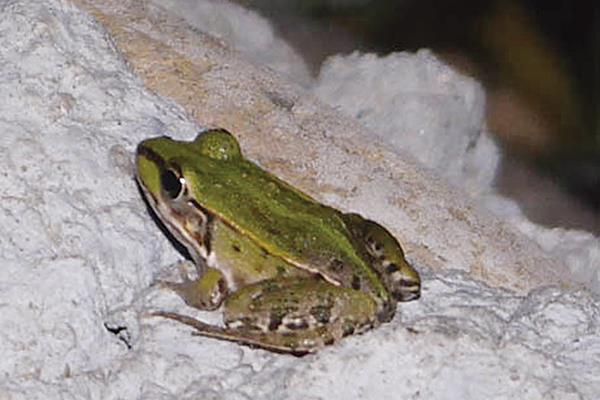 怎樣養(yǎng)青蛙