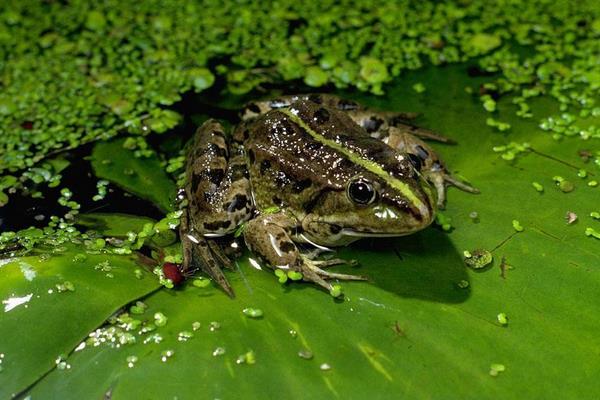 怎樣養(yǎng)青蛙
