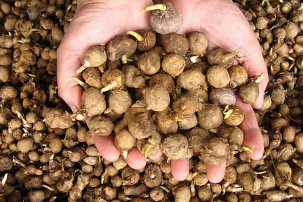 半夏塊莖腐爛病如何防治