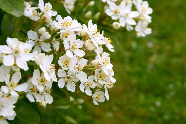 半夏塊莖腐爛病如何防治