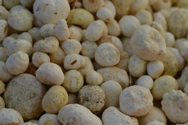 半夏塊莖腐爛病如何防治