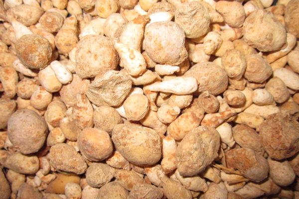 半夏塊莖腐爛病如何防治