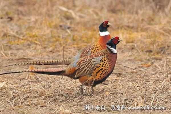 野雞孵化過程及注意事項