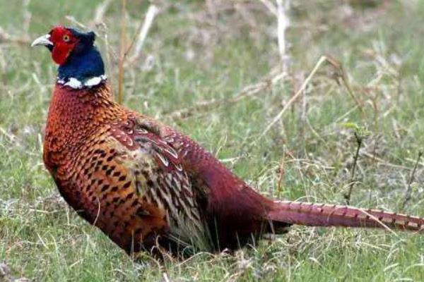 野雞孵化過程及注意事項