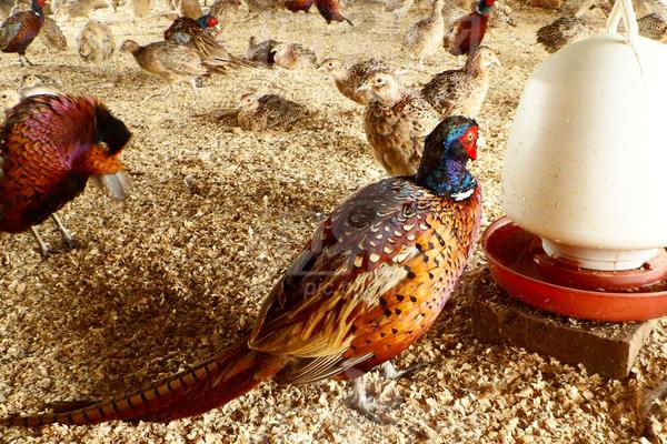 野雞孵化過程及注意事項