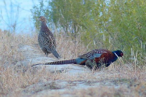 野雞孵化過程及注意事項