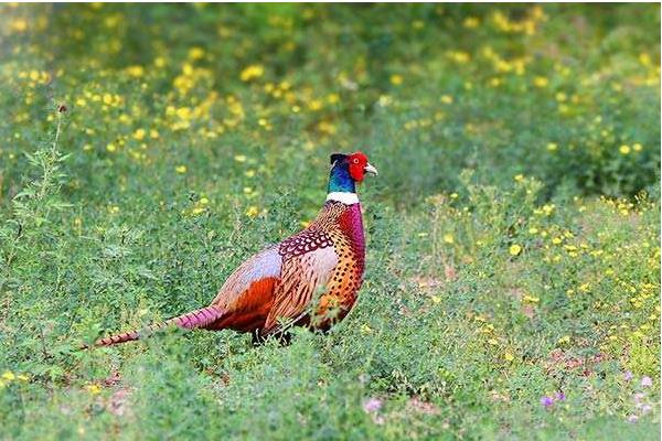 野雞孵化過程及注意事項