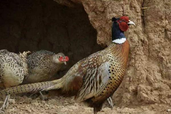 野雞孵化過程及注意事項