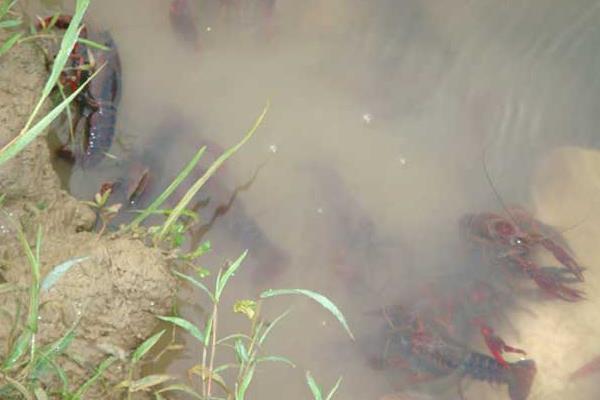 小龍蝦養殖環境