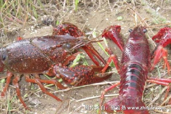 小龍蝦養(yǎng)殖環(huán)境