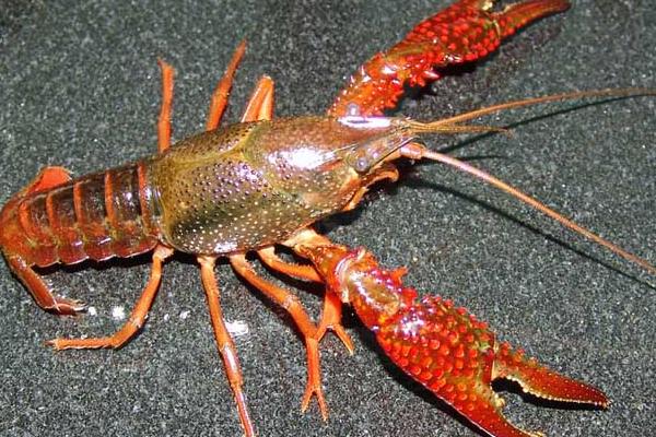 小龍蝦養殖環境