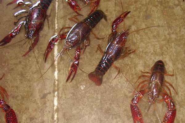 小龍蝦養殖環境