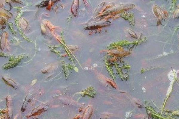 小龍蝦養殖環境