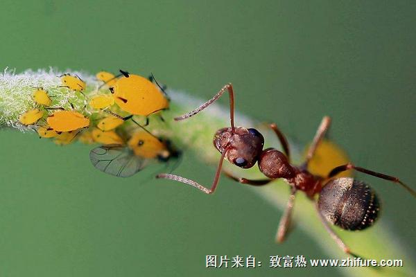 2018養(yǎng)螞蟻賺錢嗎？螞蟻養(yǎng)殖的利潤(rùn)與投資成本及前景預(yù)測(cè)