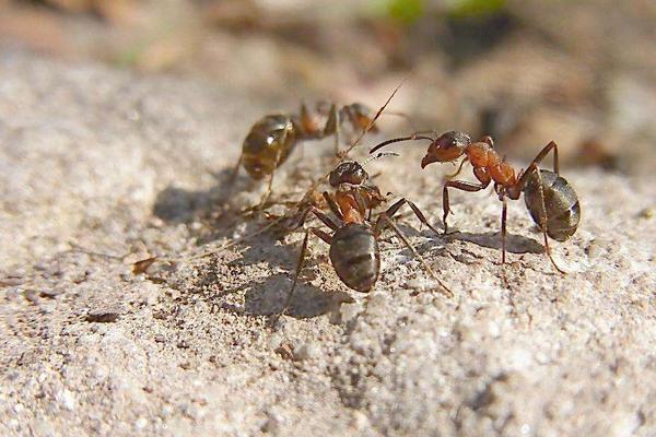 2018養螞蟻賺錢嗎?螞蟻養殖的利潤與投資成本及前景預測