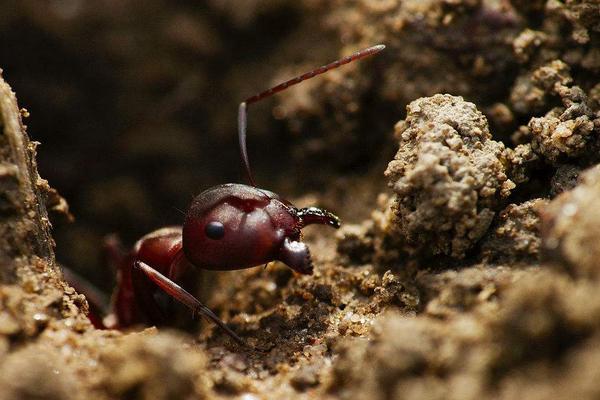 2018養螞蟻賺錢嗎?螞蟻養殖的利潤與投資成本及前景預測