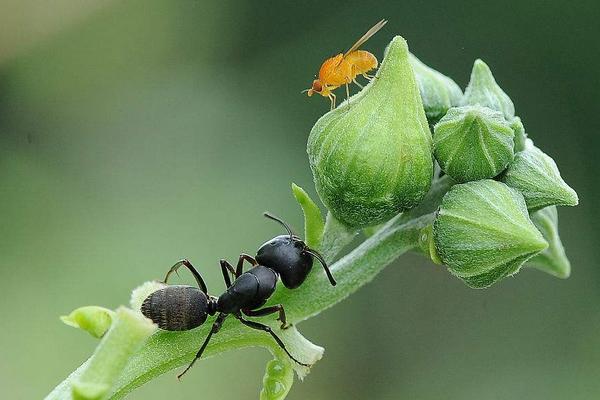 2018養螞蟻賺錢嗎?螞蟻養殖的利潤與投資成本及前景預測