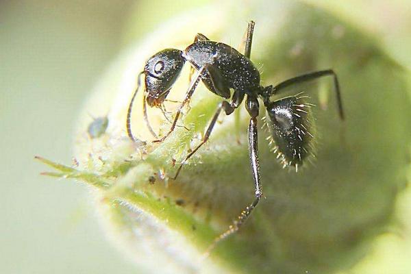 2018養螞蟻賺錢嗎?螞蟻養殖的利潤與投資成本及前景預測
