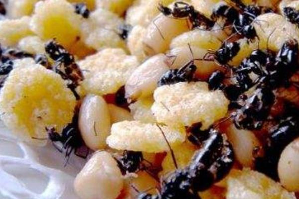 2018養螞蟻賺錢嗎?螞蟻養殖的利潤與投資成本及前景預測