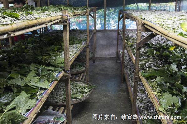 2018養(yǎng)蠶賺錢(qián)嗎?養(yǎng)蠶的利潤(rùn)與投資成本及前景預(yù)測(cè)