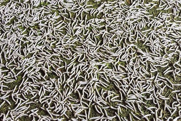 2018養蠶賺錢嗎?養蠶的利潤與投資成本及前景預測