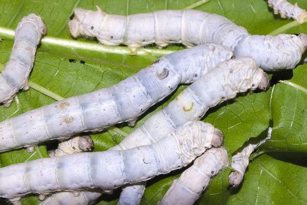 2018養蠶賺錢嗎?養蠶的利潤與投資成本及前景預測