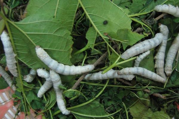 2018養蠶賺錢嗎?養蠶的利潤與投資成本及前景預測