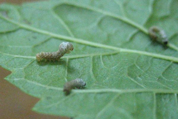 2018養蠶賺錢嗎?養蠶的利潤與投資成本及前景預測